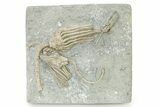 Fossil Crinoid Plate (Two Species) - Crawfordsville, Indiana #325653-2